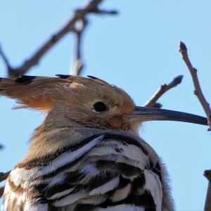 Eurasian Hoopoe