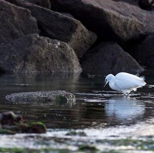 Little Egret