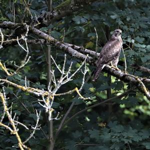 Common Buzzard