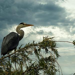 Grey Heron