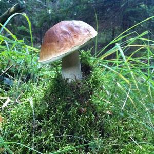 Summer Bolete