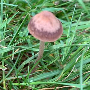 Lawn Mower`s Mushroom