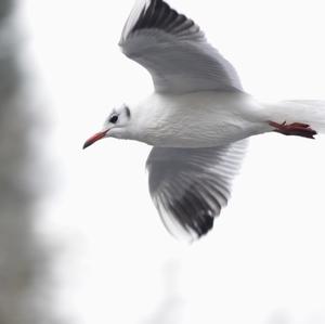 Black-headed Gull