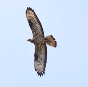 European Honey-buzzard