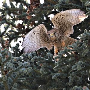 Common Kestrel