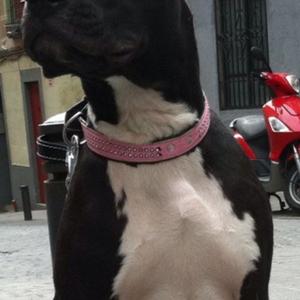 American Pit Bull Terrier