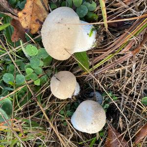 Gem-studded Puffball