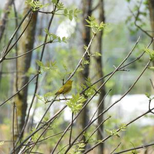 Yellow Warbler