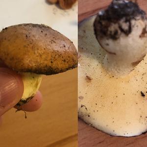 Dotted-stalk Bolete