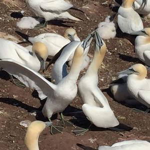 Northern Gannet