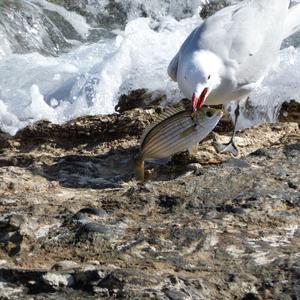 Audouin's Gull