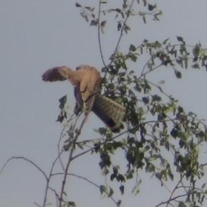 Common Kestrel