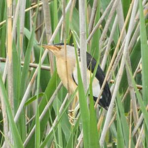 Little Bittern