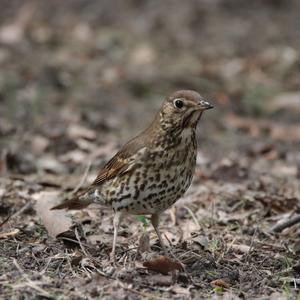 Song Thrush