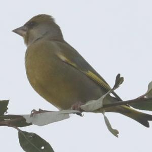 European Greenfinch