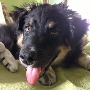 Australian Shepherd