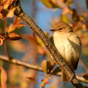 Common Chiffchaff