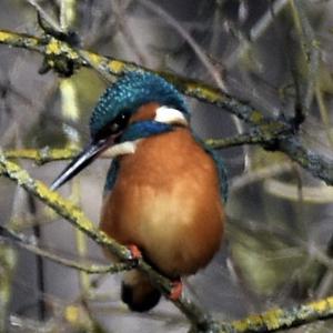 Common Kingfisher