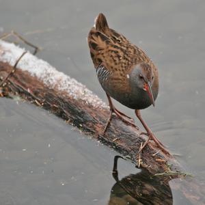 Water Rail