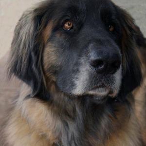 Leonberger