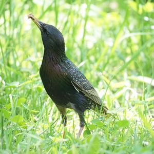 Common Starling