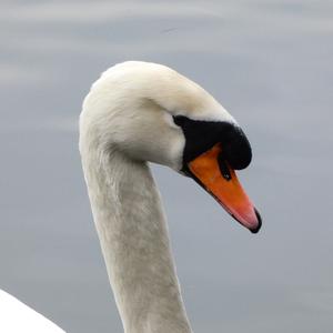 Mute Swan