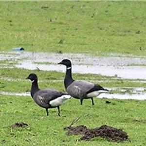 Brent Goose