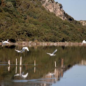 Great Egret