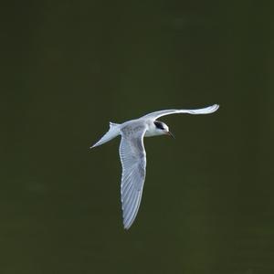 Common Tern