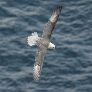 Herring Gull