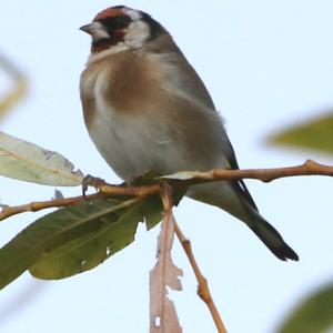 European Goldfinch