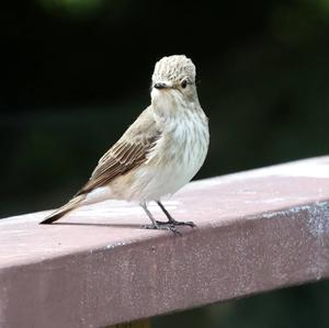 Spotted Flycatcher