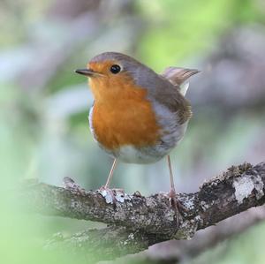 European Robin