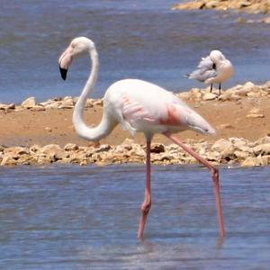 Greater Flamingo