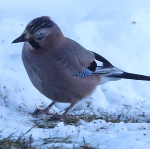 Eurasian Jay