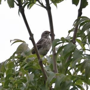 Water Pipit