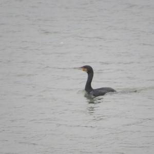 Great Cormorant