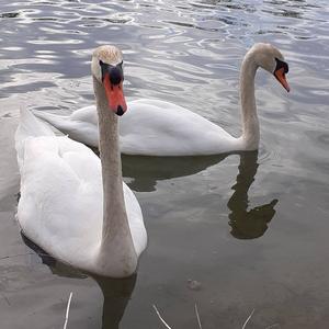 Mute Swan