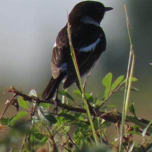 European stonechat