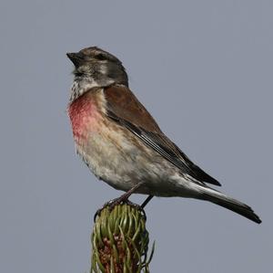 Eurasian Linnet