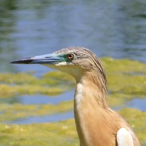 Squacco Heron