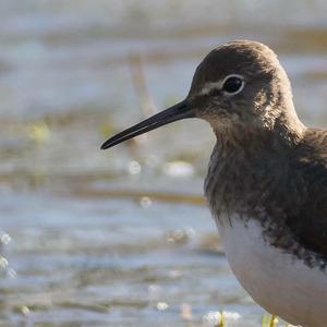 Green Sandpiper