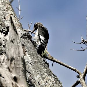 American Three-toed Woodpecker