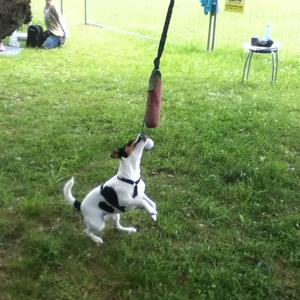 Jack Russell Terrier