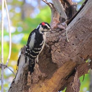 Downy Woodpecker