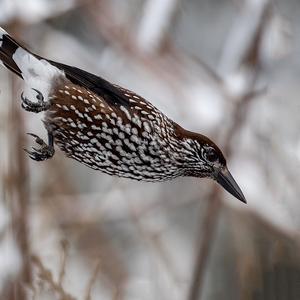 Spotted Nutcracker