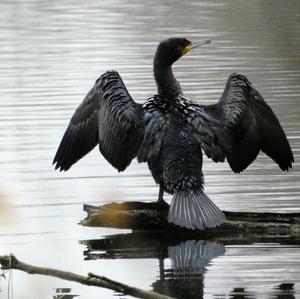 Great Cormorant