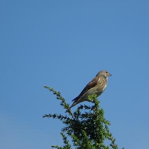 Eurasian Linnet