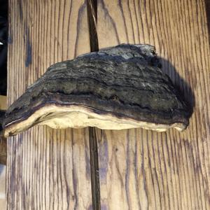 Tinder Polypore