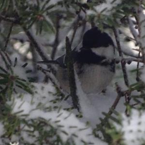 Coal Tit